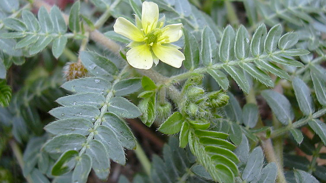 Testosteronspiegel natürlich anheben mit Tribulus Terrestris?