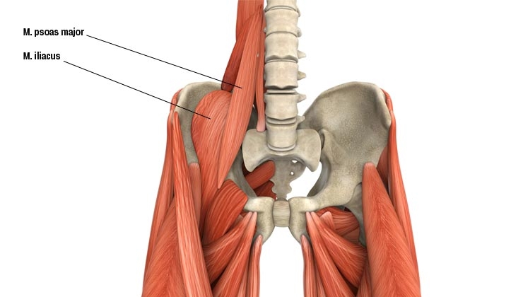 Anatomie – Der Musculus iliopsoas (Lenden-Darmbeinmuskel)