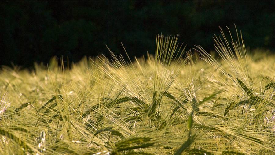 Was ist Zöliakie – Leben ohne Gluten