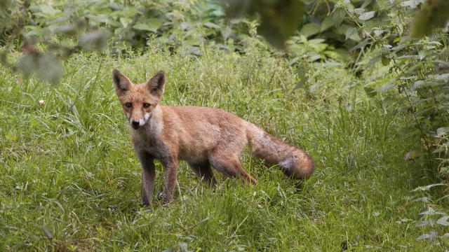 Pilze und Beeren - Wie gefährlich ist der Fuchsbandwurm