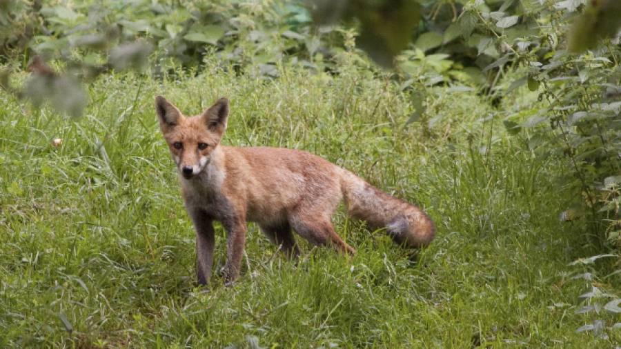 Pilze und Beeren - Wie gefährlich ist der Fuchsbandwurm