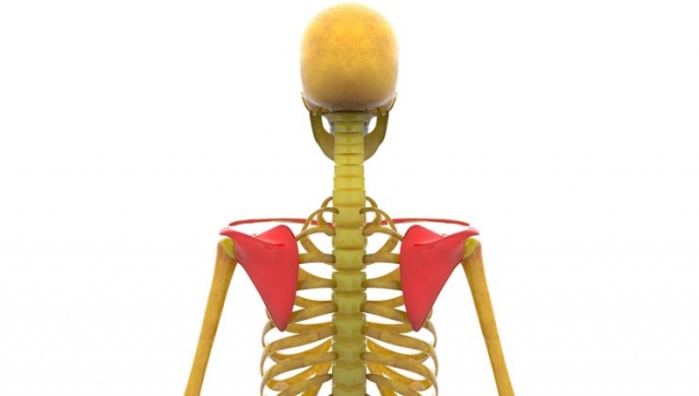 Anatomie des Schultergürtels – Aufbau und Funktion