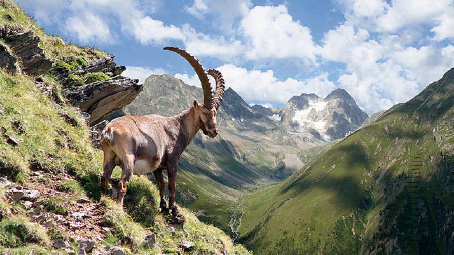 Unterwegs im Reich der Steinböcke - Steinbock Wander- und Erlebniswoche